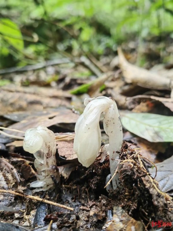 鸿岳资本 哀牢山发现7株罕见“冥界之花”, 一碰就枯萎, 每年露出地表仅40多天, 专家: 完全是意外发现